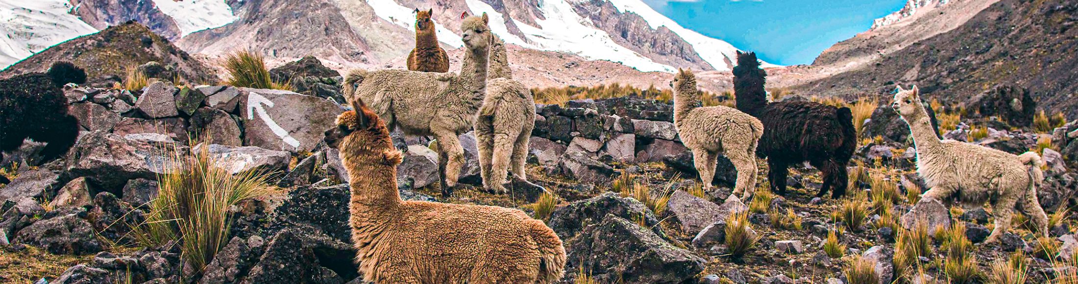 Machu Picchu 4D3N Viajero (Cultural Aventura Tendencia)  desde Paraguay